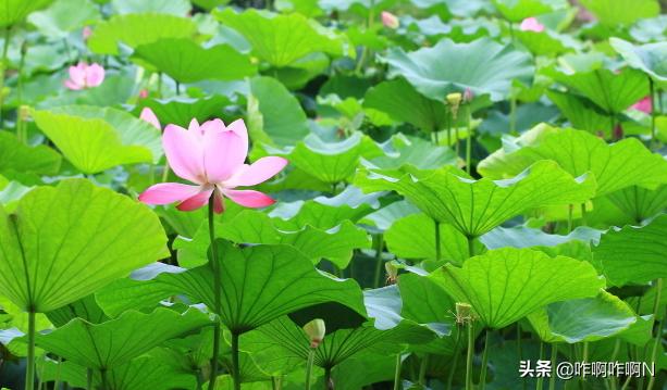 夏天的成语（秋天的成语）