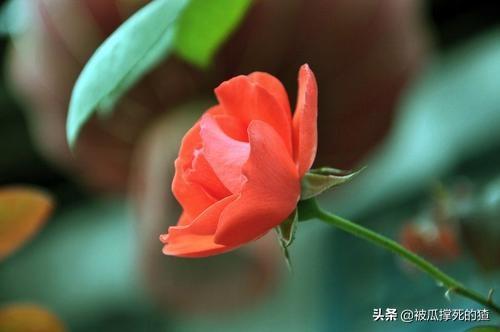 争奇斗艳什么意思（争奇斗艳什么意思解释一下）