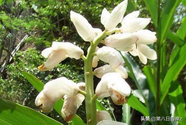 豆蔻年华的意思（豆蔻年华的意思和造句）