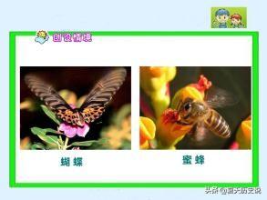 嗡的拼音（嘟的拼音）