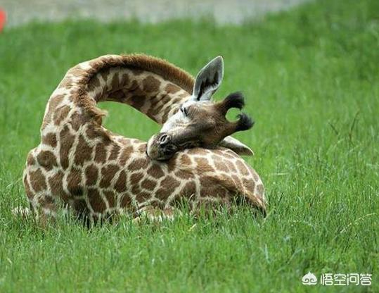 写给心累的自己（写给心累的自己的签名）