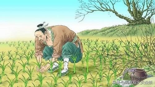 拔苗助长的故事和道理（拔苗助长最简单的道理）