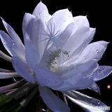 昙花一现（昙花一现的近义词）