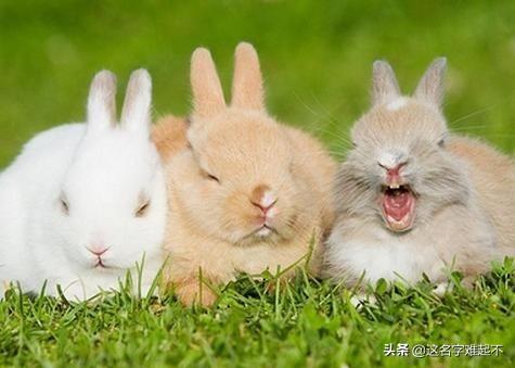 冀复得兔的意思（冀复得兔的意思解释）