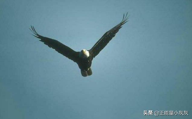 滑翔的意思（滑翔的意思是什么）